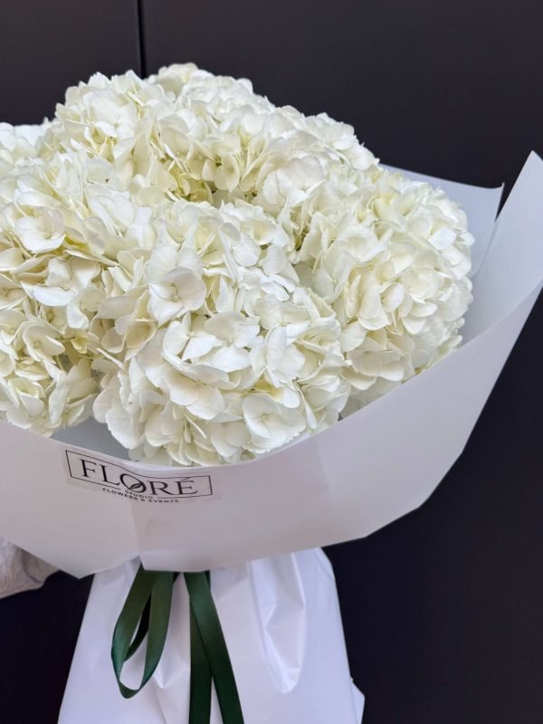 Pure Hydrangea