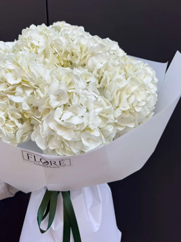 Pure Hydrangea
