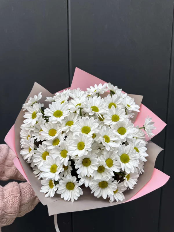 Daisy Dream